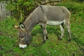 Donkey Royalty Free Stock Photo