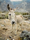 Donkey Royalty Free Stock Photo