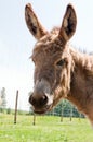 Donkey Royalty Free Stock Photo