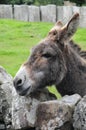 Donkey Royalty Free Stock Photo