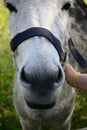 Donkey Royalty Free Stock Photo