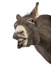 Donkey ( 4 years) Royalty Free Stock Photo