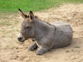 Donkey