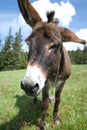 Donkey Royalty Free Stock Photo