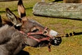 Donkey in an act of stubbornness