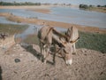 Donkey in Africa near the Niger River in Timbuktu, Mali