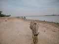 Donkey in Africa near the Niger River in Timbuktu, Mali