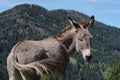 Donkey Royalty Free Stock Photo