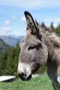 Donkey in the Alps Royalty Free Stock Photo