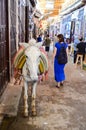 Donkey in ancient medina of Fez, Morocco Royalty Free Stock Photo