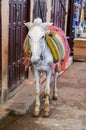 Donkey in ancient medina of Fez, Morocco Royalty Free Stock Photo