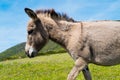 Donkey in Asinara island in Sardinia, Italy Royalty Free Stock Photo