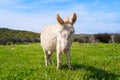 Donkey in Asinara island in Sardinia, Italy Royalty Free Stock Photo