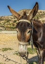 The donkey or ass Equus africanus asinus is a domesticated member of the horse family, Equidae. The wild ancestor of the donkey Royalty Free Stock Photo