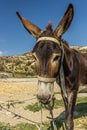 The donkey or ass Equus africanus asinus is a domesticated member of the horse family, Equidae. The wild ancestor of the donkey Royalty Free Stock Photo