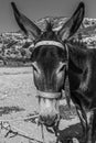 The donkey or ass Equus africanus asinus is a domesticated member of the horse family, Equidae. The wild ancestor of the donkey Royalty Free Stock Photo