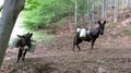 Donkey and horse in forest