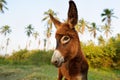 Donkey Baby Royalty Free Stock Photo