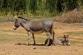 Donkey baby at the farm land countryside