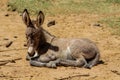 Donkey baby at the farm land countryside Royalty Free Stock Photo