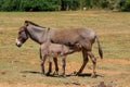 Donkey baby and mother at the farm land countryside Royalty Free Stock Photo