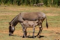 Donkey baby and mother at the farm land countryside
