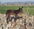 A donkey baby standing alongside fields in village Royalty Free Stock Photo