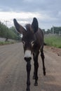 Donkey baby Royalty Free Stock Photo