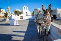 Donkey on the background of Oia street on the island of Santorini