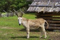Donkey In Barnyard At David Crockett Birthplace State Park
