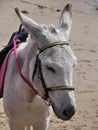 Donkey on beach