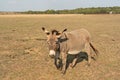 Donkey beautiful animal standing in steppe