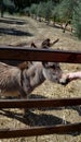 Donkey behind a wooden fence in Sardinia