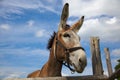 Donkey big ears on blue cloudy sky wooden fence farm animal livestock Royalty Free Stock Photo