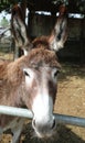 donkey with big eyes and very long ears braying in the farm Royalty Free Stock Photo