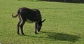 A donkey with a black coat and legs is grazing in a field. Slow motion. zoom in