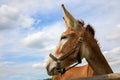 Donkey big ears on blue cloudy sky wooden fence farm animal livestock Royalty Free Stock Photo