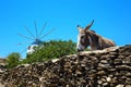 Donkey in a blue sky in Greece Royalty Free Stock Photo