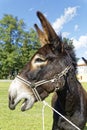 Donkey braying Royalty Free Stock Photo