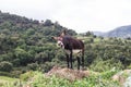 A donkey braying Royalty Free Stock Photo