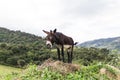 A donkey braying Royalty Free Stock Photo