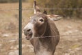 Miniature Donkey braying Royalty Free Stock Photo