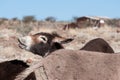 Detail of a braying Donkey Royalty Free Stock Photo