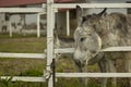 Donkey breeding