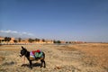 Donkey in a bridle and saddle against the backdrop of a desolate landscape in the Sahara desert on the road from Ouarzazat to Fez