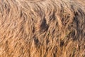 donkey brown fur texture