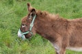 Donkey brown at RÃÂ© Island in south west France