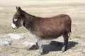 Donkey-Brown