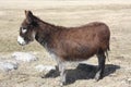 Donkey-Brown Royalty Free Stock Photo