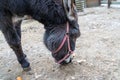 Donkey brown is sad in the paddock. Red reins for riding on the head. Shaggy pet in the corral. The animal eats a carrot